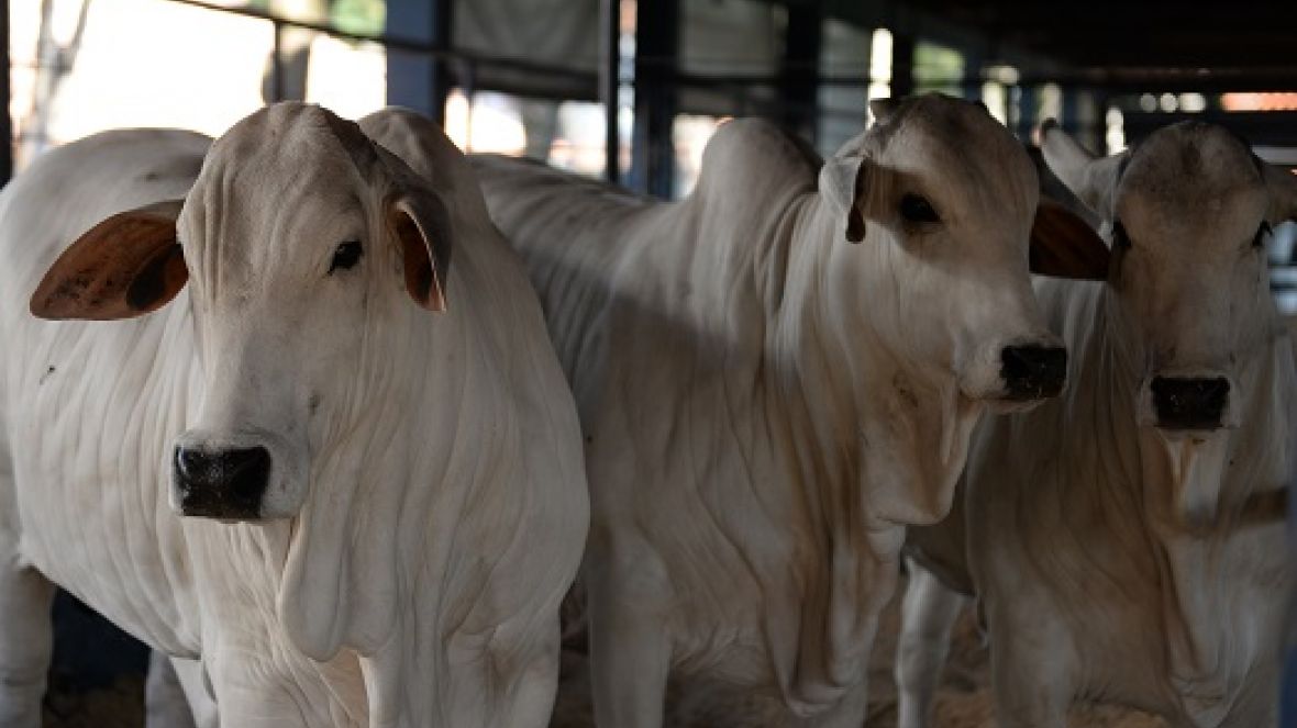 Com recorde de participação, termina amanhã o prazo para inscrever animais na ExpoGenética 2019
