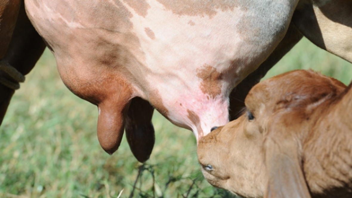 Profissionais de Saúde Animal são treinados sobre mastite