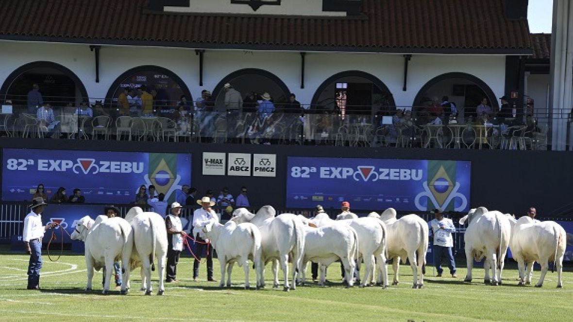 Novidades do PMGZ serão lançadas na pista de Julgamento da ExpoZebu nesta segunda