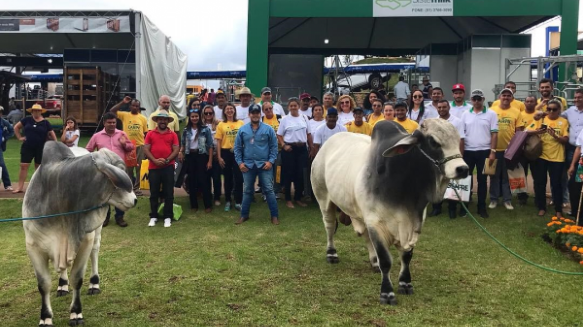 Raças Zebuínas são destaque na Show Rural Coopavel