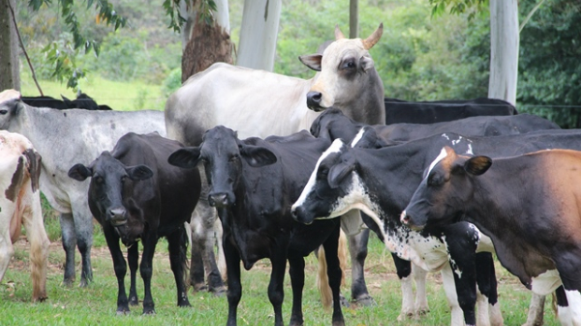 Em Icaraí de Minas touros zebuínos podem ser adquiridos com produção