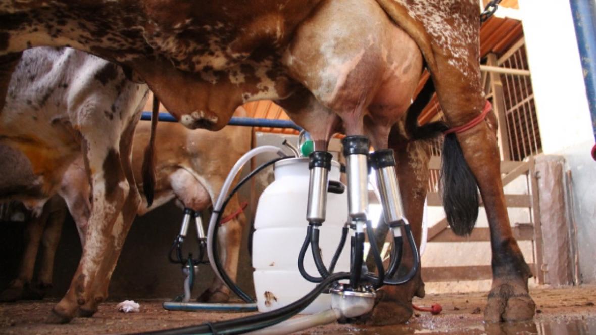 Começam ordenhas oficiais do ?6º Concurso Leiteiro de Fazenda?