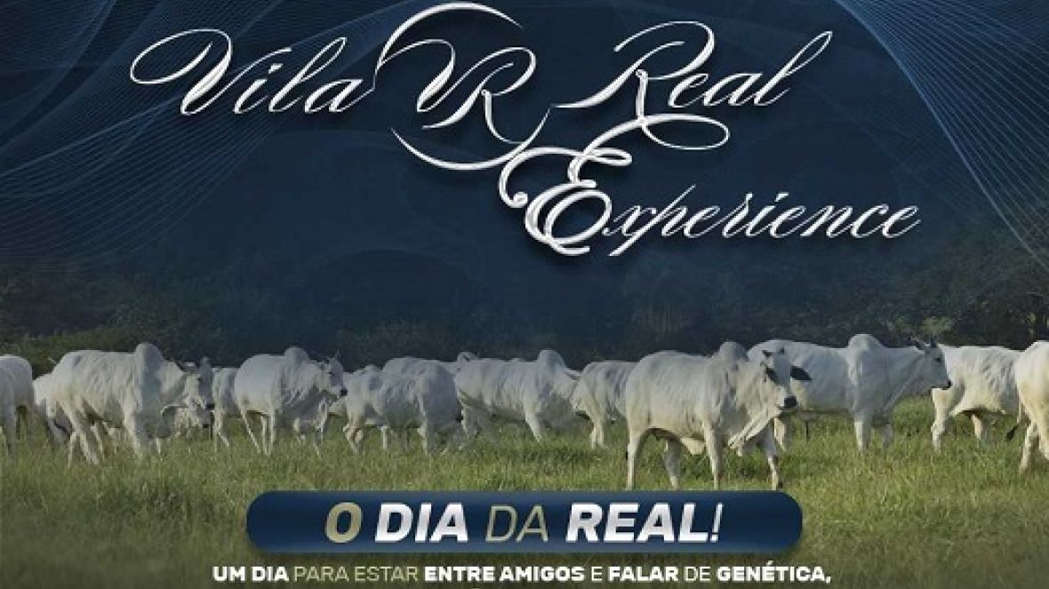 Dia de campo terá a oferta de touros da raça Nelore com o padrão Pró-Genética