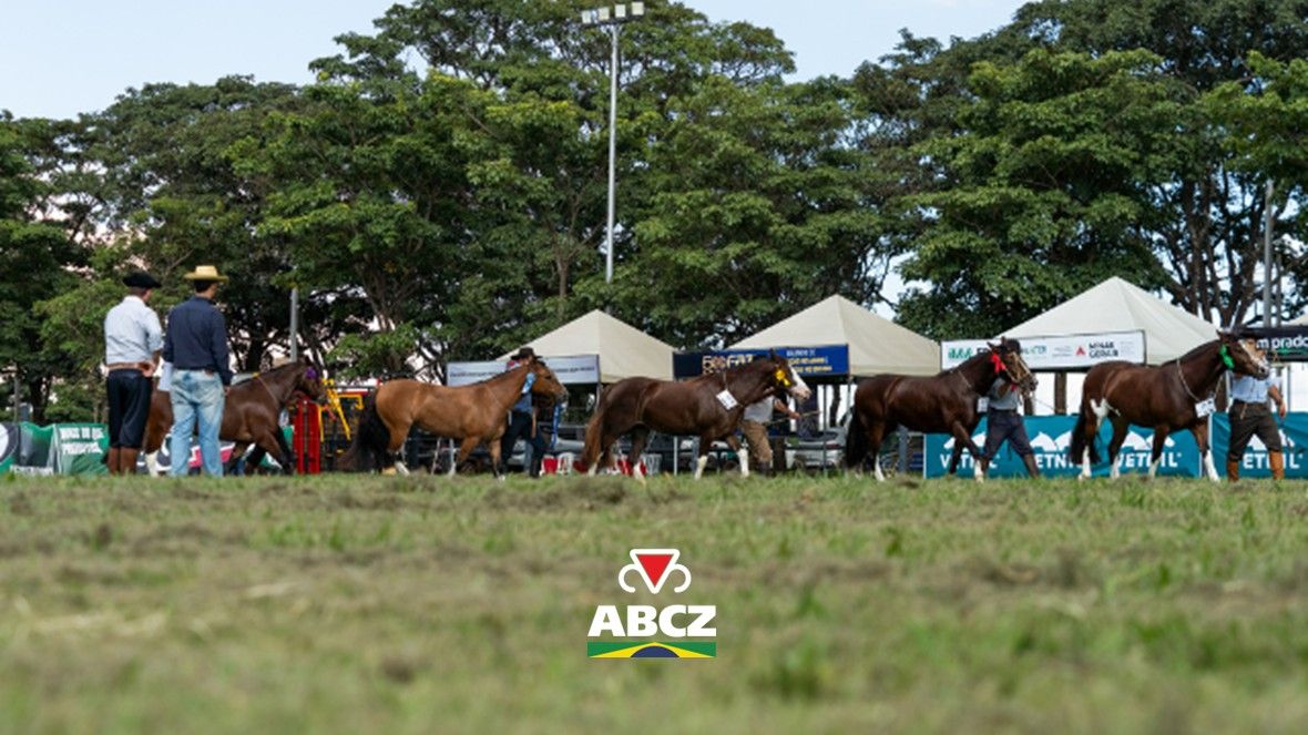 Passaporte de Outono do Cavalo Crioulo movimenta a 91ª ExpoZebu e terá final transmitida pela ABCZ TV