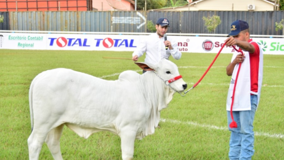 55ª Expopar reúne mais de 90 animais Nelore Mocho em Paranaíba (MS)
