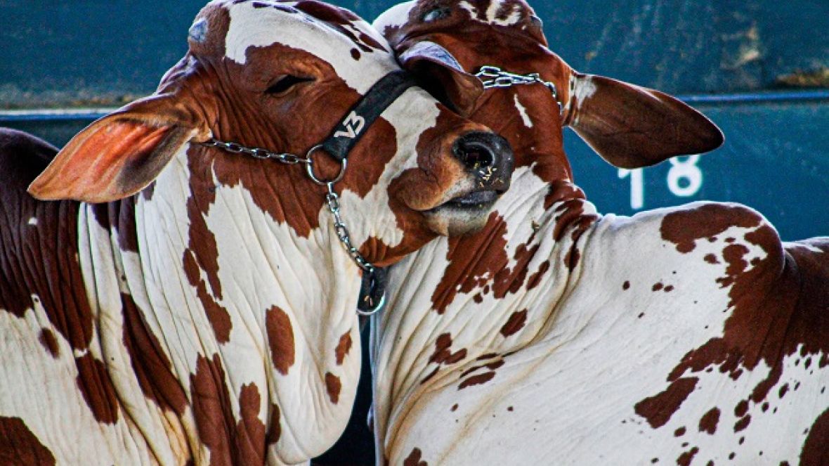 Conheça os vencedores do 6º Concurso Cultural de Fotografia da ABCZ