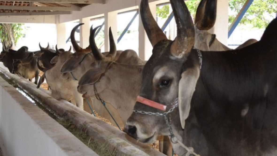Reuniões e premiação estão na pauta da ABCZ na Exposição de Natal