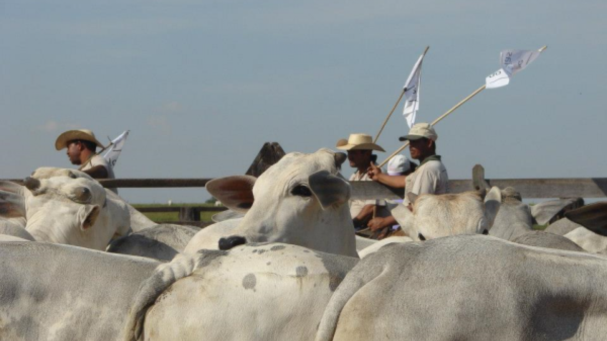 ABCZ estimula qualificação de mão de obra do campo