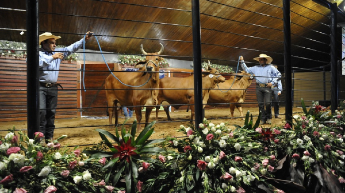 Leilões da ExpoZebu movimentam mais de R$ 24 milhões