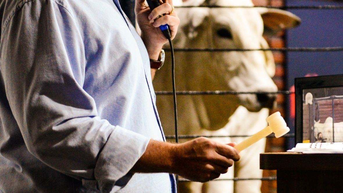 Leilões da ExpoGenética já movimentaram mais de R$ 29 milhões