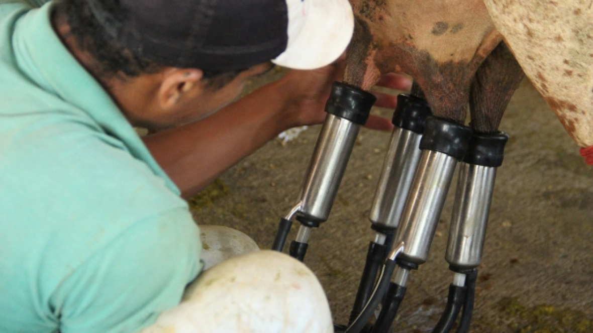 Começam ordenhas oficiais do 5º Concurso Leiteiro de Fazenda