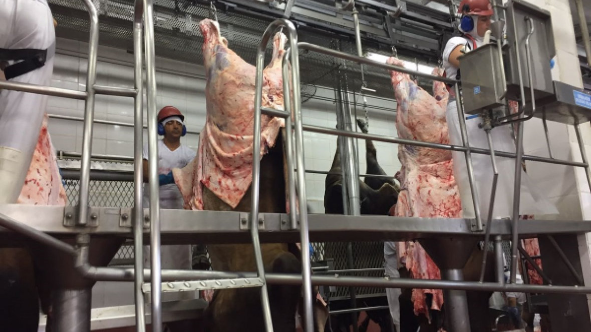 Sindi apresenta bons resultados em abate técnico no interior de SP