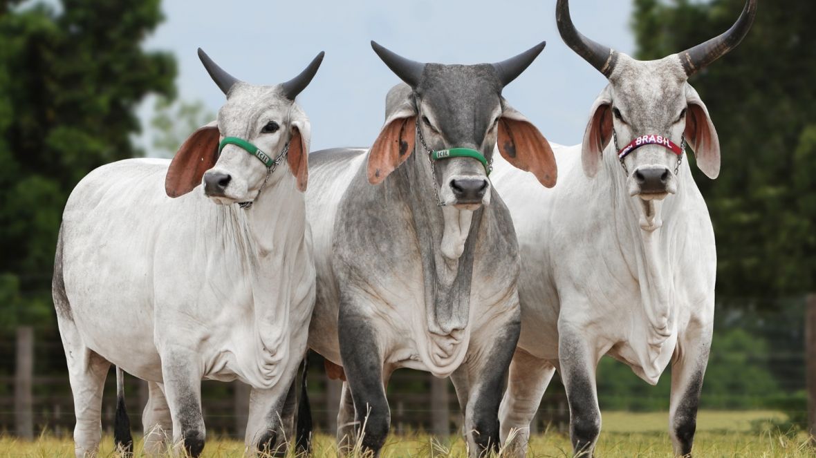 Guzerá e ABCZ promovem evento para fomento da raça e cruzamentos