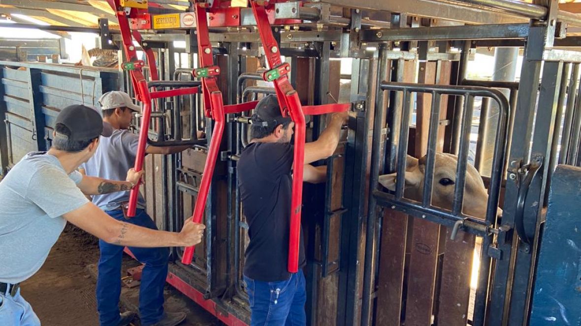 Animais participantes do PNAT passam por primeira pesagem