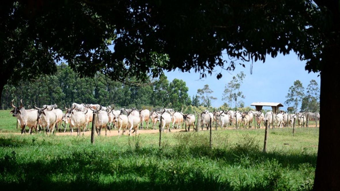Fazenda Encarnação, no Pará, promoverá dia de campo do PMGZ