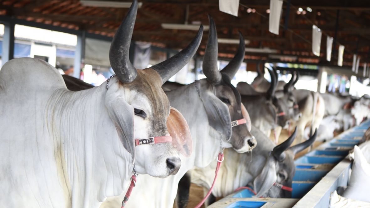 Mais de 1.660 animais já estão inscritos para a ExpoZebu 2022