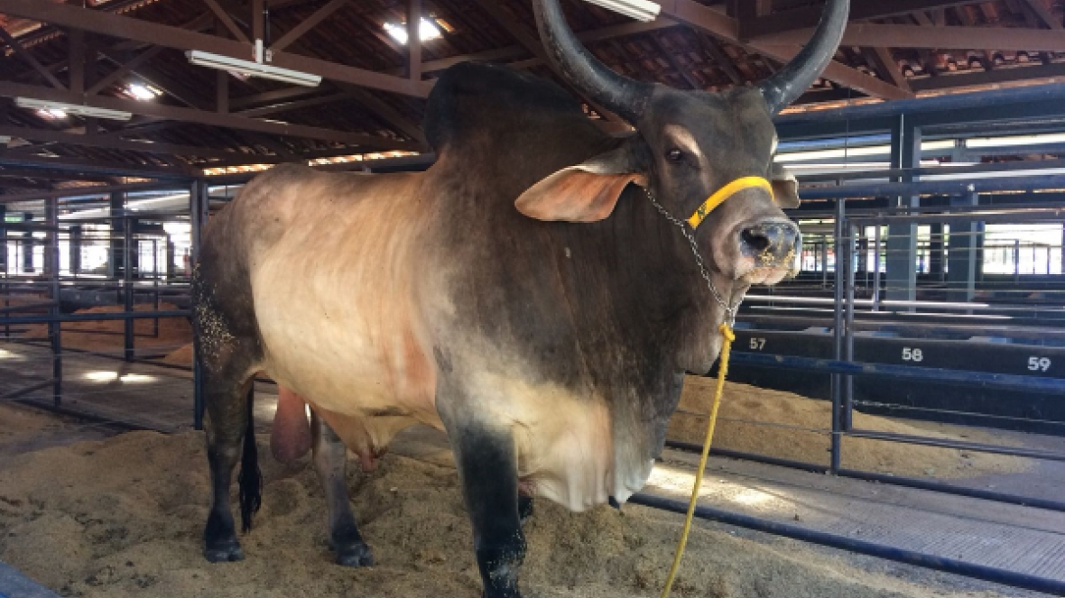 ExpoGenética 2018: animais começam a chegar ao Parque Fernando Costa