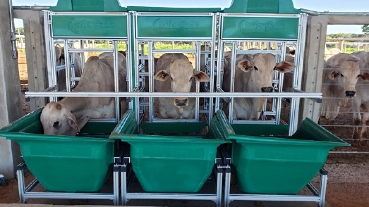 ABCZ divulga resultados da primeira etapa do programa ?Zebu: Carne de Qualidade? 
