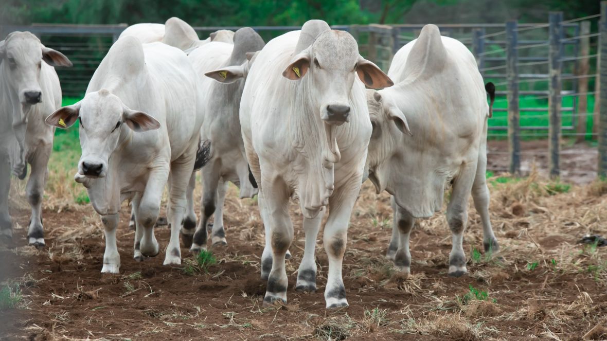 PNAT 2024: touros participantes da nova edição do programa começam a chegar à Fazenda Escola da Fazu