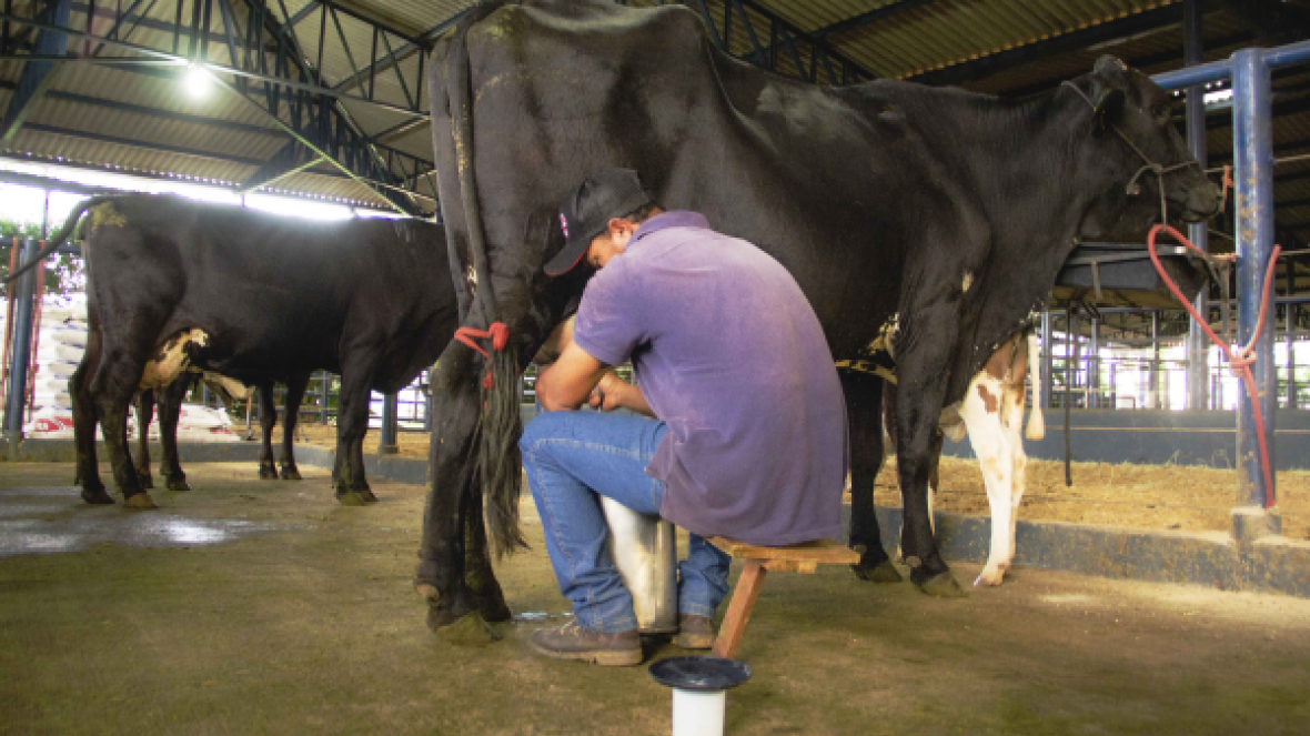 Começa Concurso Leiteiro de Fazenda