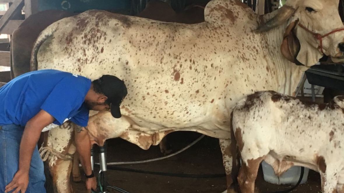 Resultado do 2º Concurso Leiteiro de Fazenda será divulgado amanhã (24)