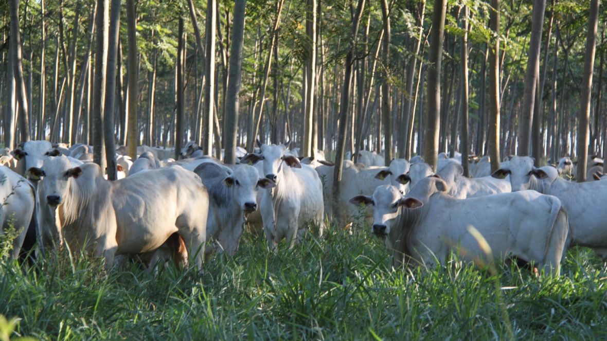 ABCZ levará conhecimento para treinamento de técnicos da Emater, em Goiânia (GO)