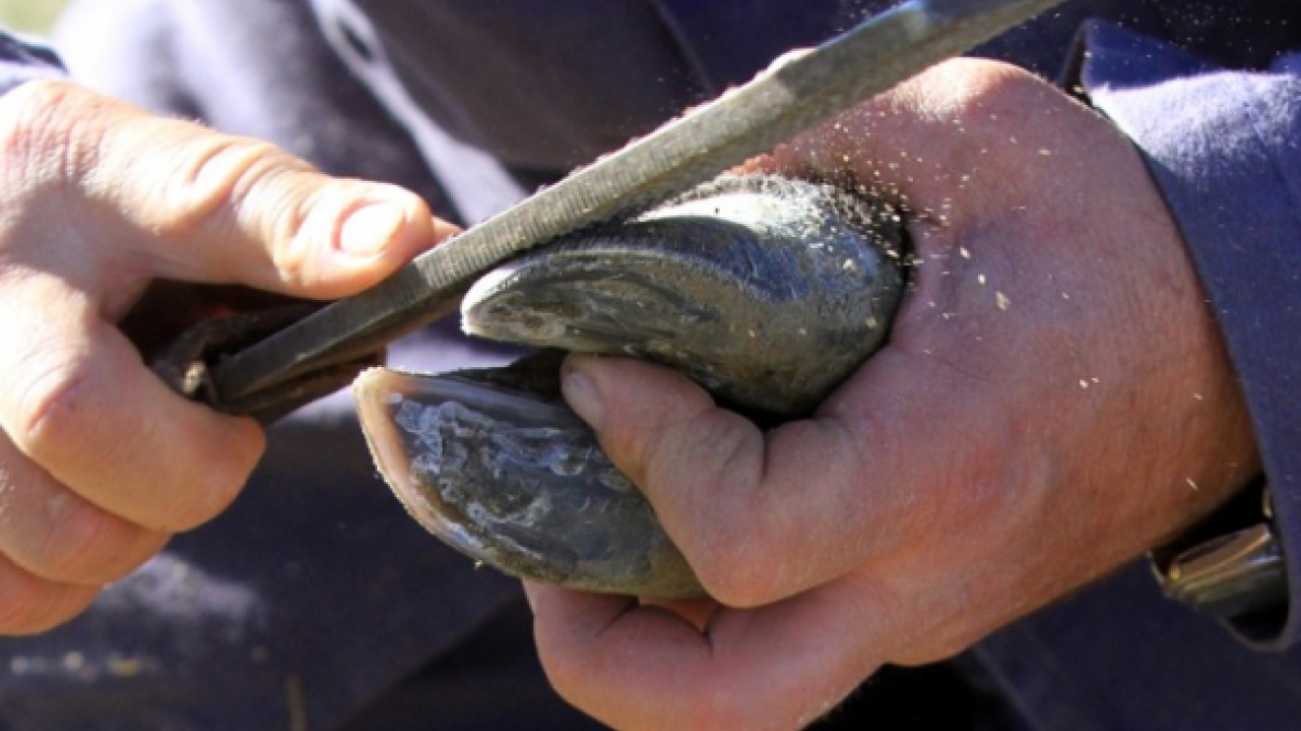 ABCZ e Senar realizam curso de casqueamento na Estância OT
