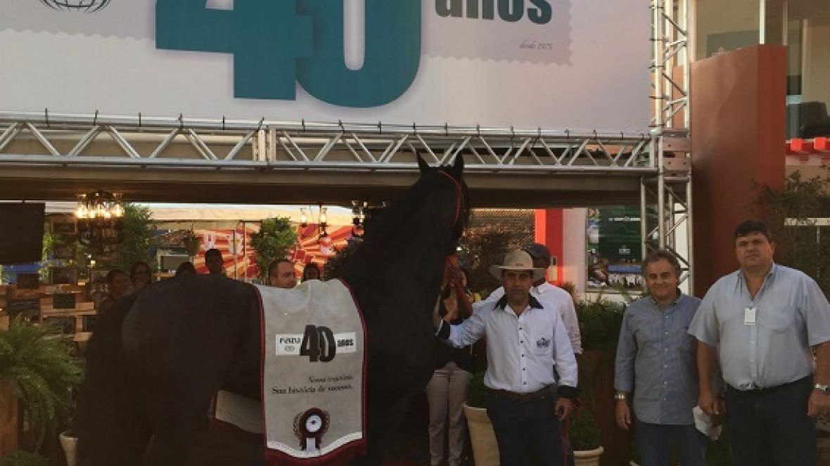 Cavalo da Raça Friesian é garoto propaganda da FAZU na ExpoZebu 2015