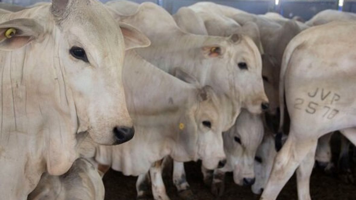 Bezerros participantes do programa ?Zebu: Carne de Qualidade? passam por quarta pesagem