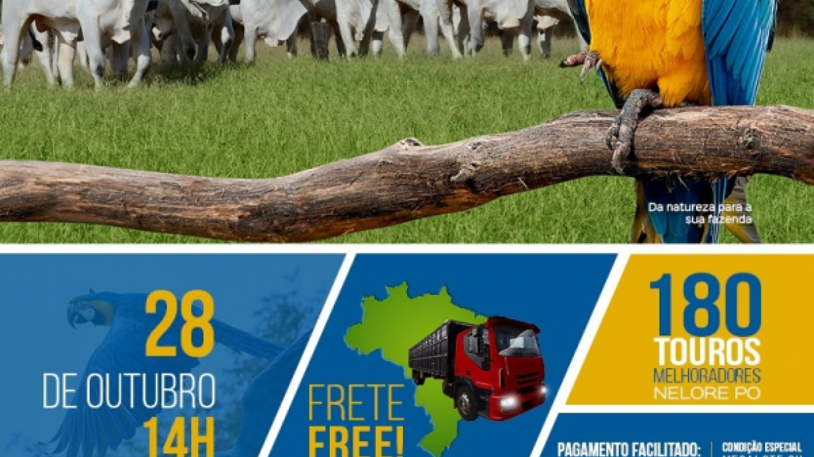 ?6º Leilão Virtual de Touros da Fazenda Araras? vai oferecer 180 exemplares de Nelore PO