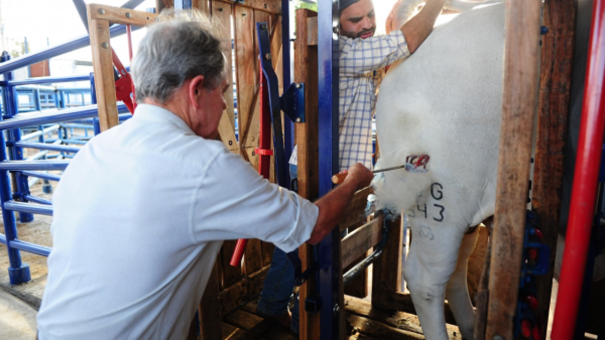 ABCZ lança Marca do PMGZ durante ExpoGenética 2017 