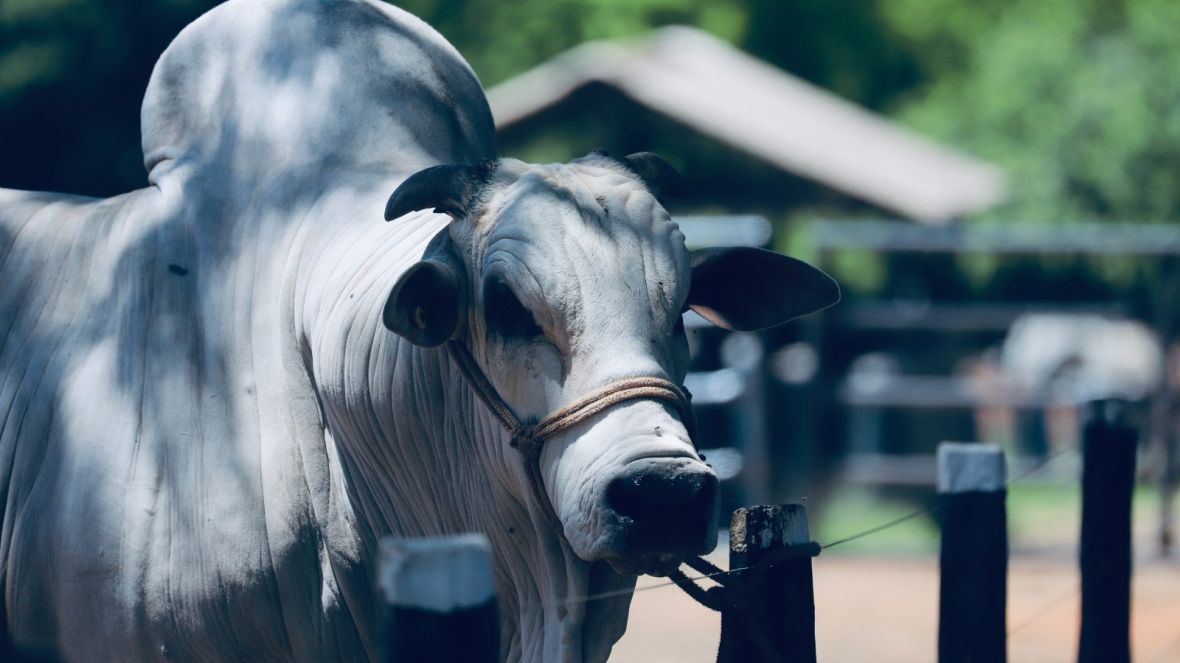 ABCZ comemora liberação de exportação de animais vivos pelo TRF-3
