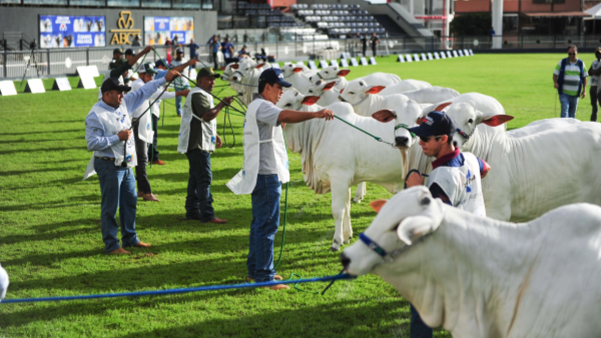 ExpoZebu 2018 será aberta oficialmente neste sábado (28)