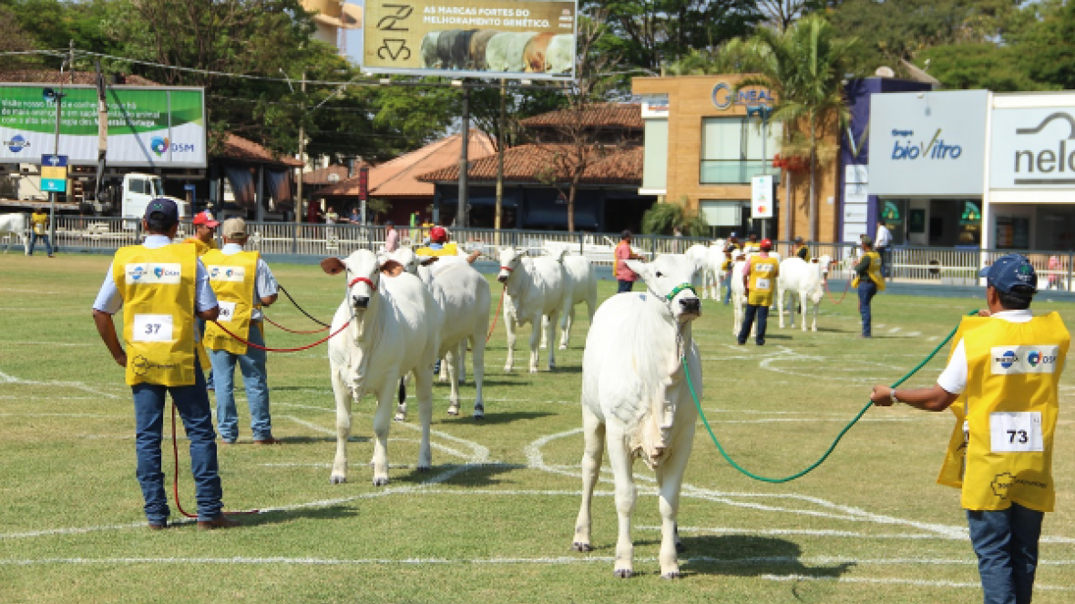 ABCZ: grande apoio para a Expoinel 2018