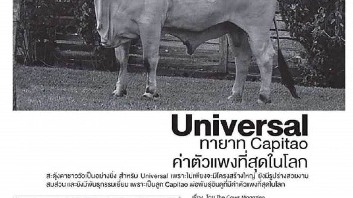 Revista tailandesa divulga material sobre a raça Indubrasil