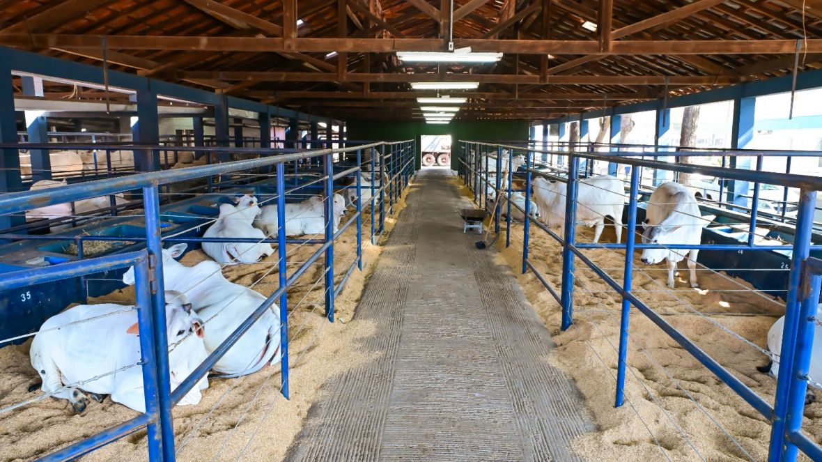 Parque Fernando Costa recebe os primeiros animais da 18ª ExpoGenética