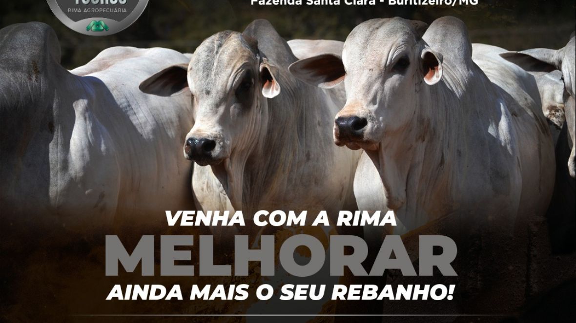 ABCZ TV transmite nesse domingo o Leilão Indústria de Touros Rima