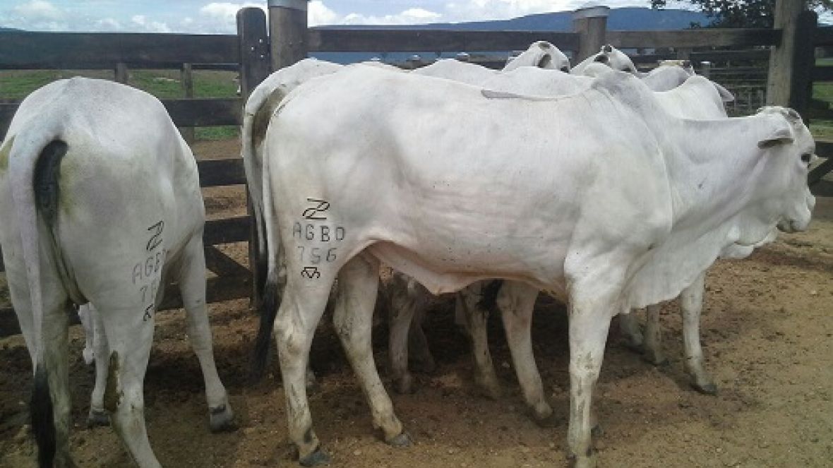 Certificado Especial de Produção é substituído pelo Certificado de Superioridade Genética