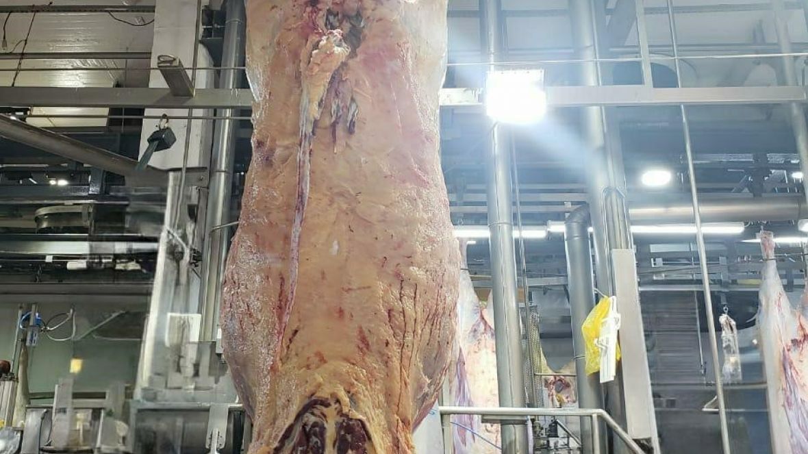 ExpoGenética: Resultados do Programa ‘Zebu: Carne de Qualidade’ serão apresentados no dia 22