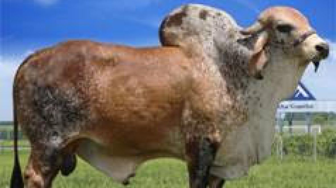 Alta apresenta vantagens da IA na ExpoZebu 2015