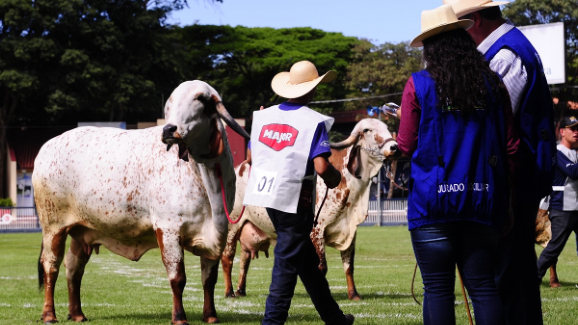 ExpoZebu 2021: expositores poderão indicar jurados