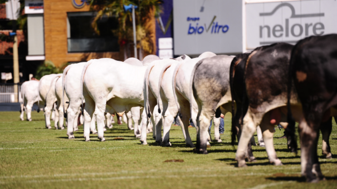 Campeonato Modelo Frigorífico finaliza com aprovação dos criadores