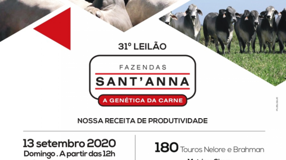 ?31º Leilão Fazendas Sant?Anna? irá ofertar 180 touros Nelore e Brahman no domingo (13)