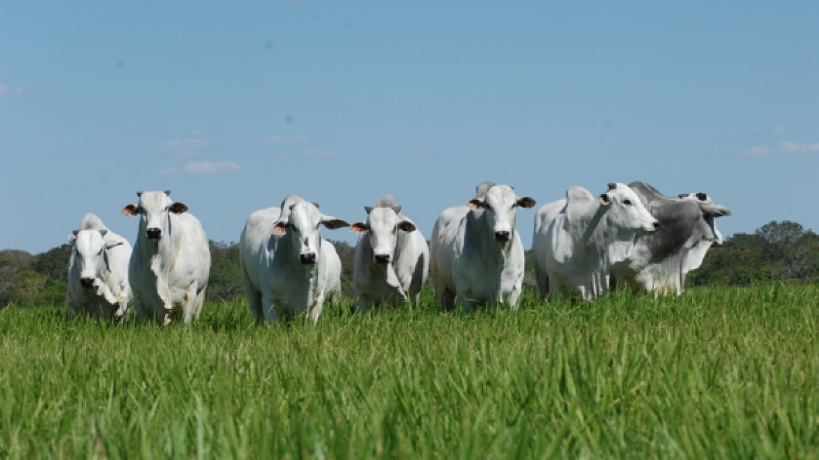ABCZ participa de evento de genética em Campo Grande-MS