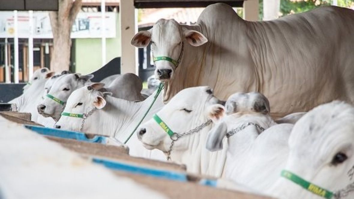 Expoinel Mineira já recebeu mais de 500 animais