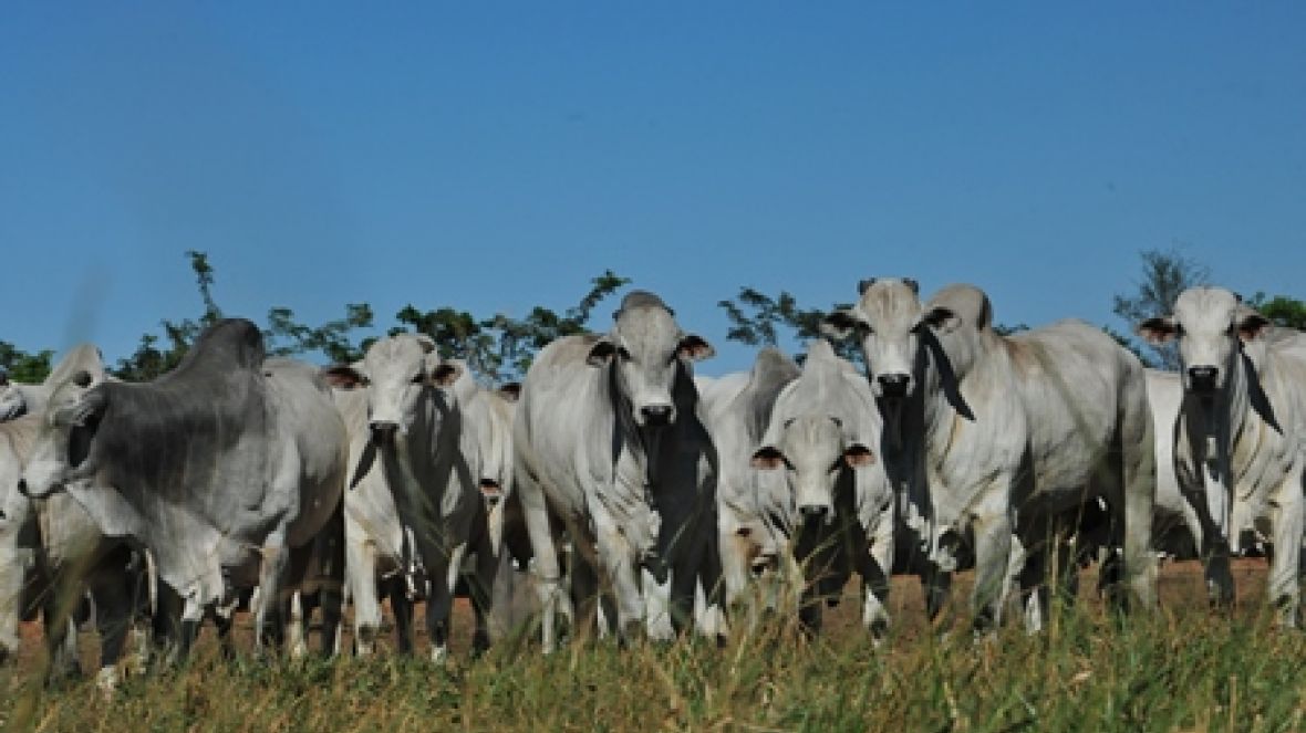 Oferta de 800 reprodutores registrados movimenta o MT  