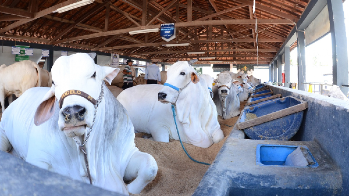 Termina amanhã (20) o prazo para inscrever animais no 84ª ExpoZebu 