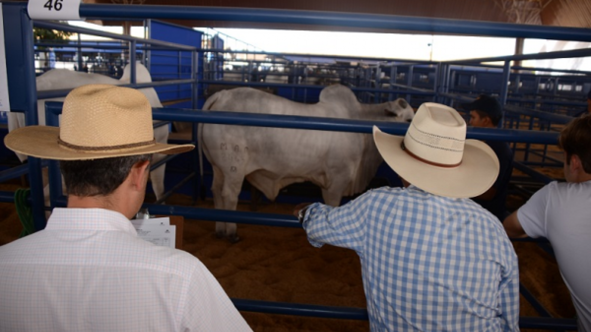 ExpoGenética terá mesa redonda sobre tendências da seleção de zebuínos
