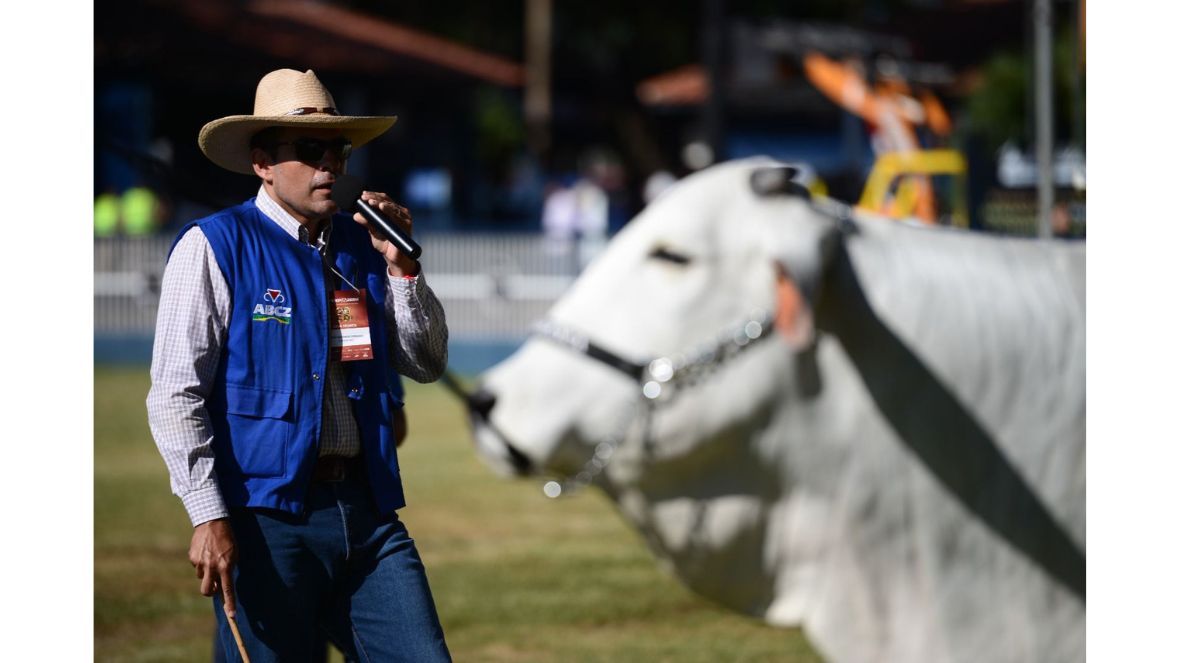 Copa do Mundo do Zebu: Confira novidades para trabalhos de julgamento da 89ª ExpoZebu