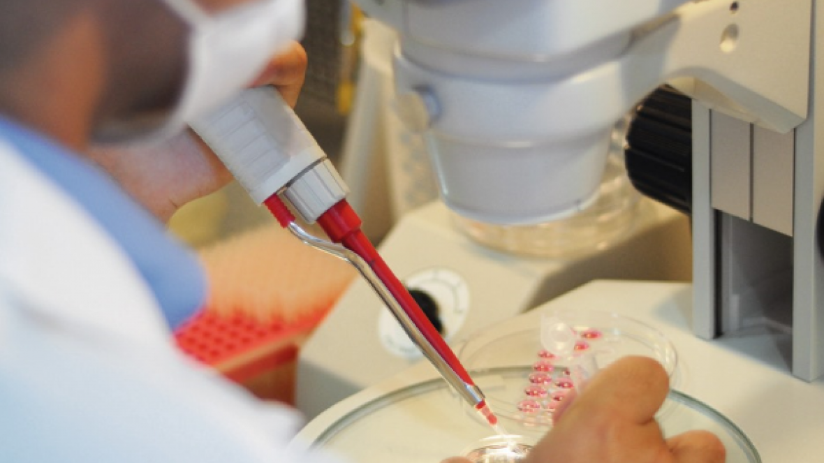 Brasil é autorizado a vender embriões bovinos para Malásia